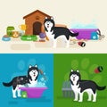 Pet shop, dog goods and supplies, store products for care