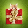 Pet shop merry christmas gift card with ginger cat and red box package with ribbon bow on green glittering background, layout