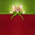 Pet shop red merry christmas gift card with ginger cat and ribbon bow on green glittering background, copy space layout useful for