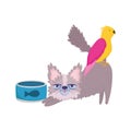 Pet shop, small fluffy cat bird and food in bowl animal domestic cartoon