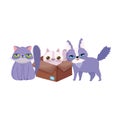 Pet shop, ugly and fluffy cats in box animal domestic cartoon