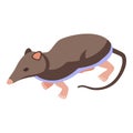 Pet shrew icon isometric vector. African mammal Royalty Free Stock Photo