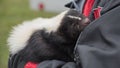 Pet skunk Royalty Free Stock Photo