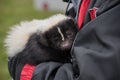 Pet skunk Royalty Free Stock Photo