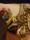 Pet snake, female, python