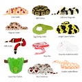 Pet snakes bundle