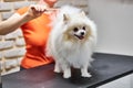 pet spitz at hair cutting procedure by professional, at grooming salon Royalty Free Stock Photo