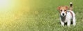 Pet summer concept, banner of a cute dog puppy as standing in the grass Royalty Free Stock Photo