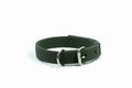 Pet supplies about collars of green isolated