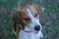 Pet sweet eyes - beagle mix