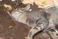 A pet tabby cat lying on the ground Royalty Free Stock Photo