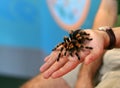 Pet tarantula Royalty Free Stock Photo