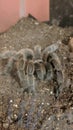 Pet Tarantula