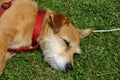 Pet terrier dog asleep on grass Royalty Free Stock Photo