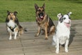 Pet; Three different dogs sitting facing each other Royalty Free Stock Photo