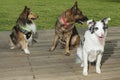 Pet; Three different dogs sitting looking to the same side Royalty Free Stock Photo