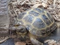 Pet tortoise in enclosure