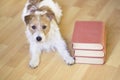 Pet training, back to school concept - cute obedient dog laying with books