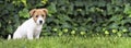 Pet training, obedience concept - jack russell dog puppy sitting