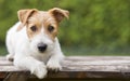 Pet training - smart happy jack russell dog puppy looking Royalty Free Stock Photo