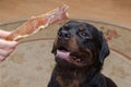 Pet and treat. Woman gives chewy snack to big black dog. Adult m Royalty Free Stock Photo