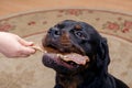 Pet and treat. Woman gives chewy snack to big black dog. Adult m Royalty Free Stock Photo