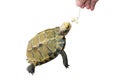 Pet turtle feeding