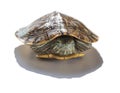 Pet turtle red-eared slider or Trachemys scripta elegans hides its head