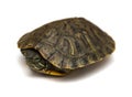 Pet turtle red-eared slider or Trachemys scripta elegans hides its head Royalty Free Stock Photo