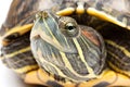 Pet turtle red-eared slider or Trachemys scripta elegans hides its head under the shell Royalty Free Stock Photo