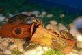 Pet Turtles for Sale A close-up of a small red-eared turtle Royalty Free Stock Photo
