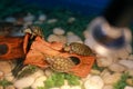 Pet Turtles for Sale A close-up of a small red-eared turtle in a blue tub Royalty Free Stock Photo