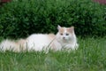 Pet for a walk. Young beige fluffy cat is resting on the lawn