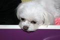 A bored small white dog in a drawer, teacup maltese puppy. Royalty Free Stock Photo