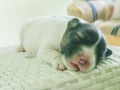 A pet in a white chair sleeping in a couch