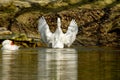 Pet a white goose on a pond spread its wings Royalty Free Stock Photo