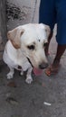 PET WHITE LABRADOR DOG