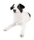 pet on white with proud confident posture. white fluffy dog lies on a white background floor. Royalty Free Stock Photo