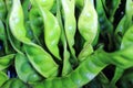 Petai, bitter bean, twisted cluster bean, stinker or stink bean