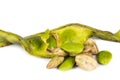 Petai seeds with its seed pods and cluster Royalty Free Stock Photo