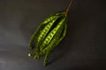 Petai, Twisted cluster bean, Stink bean, Bitter Bean, Parkia speciosa seeds, isolated on black background. Royalty Free Stock Photo