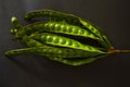 Petai, Twisted cluster bean, Stink bean, Bitter Bean, Parkia speciosa seeds, isolated on black background. Royalty Free Stock Photo