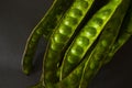 Petai, Twisted cluster bean, Stink bean, Bitter Bean, Parkia speciosa seeds, isolated on black background. Royalty Free Stock Photo