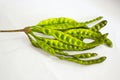 Petai, Twisted cluster bean, Stink bean, Bitter Bean, Parkia speciosa seeds, isolated on white background. Royalty Free Stock Photo