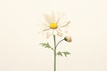 Spring plant isolated white floral nature chamomile flowers daisy summer