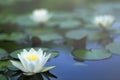 White lotus flower and pads in the pool, tranquil feeling Royalty Free Stock Photo