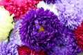 Texture aster bouquet in the middle one lilac bud Royalty Free Stock Photo