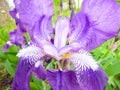 Petal detail of blue and purple iris flower as spring concept Royalty Free Stock Photo