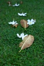 Petal and leaf in the grass