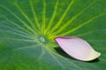 Petal and Leaf of lotus